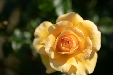 Yellow and orange rose flower close-up photo with shallow depth of field.
