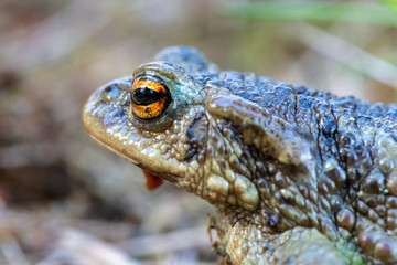 Close up side view of a green speckled frog with orange-colored eyes