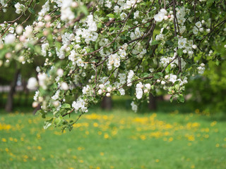 Blooming apple tree, white flowers of an apple tree close-up.