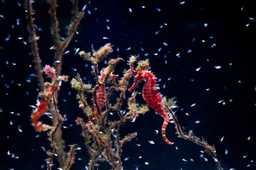 Three red seahorses with corals on the background © Oleksii Pyvovartsev
