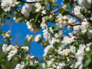 Blooming apple tree on a background of blue sky