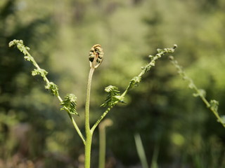 Farn im Frühling