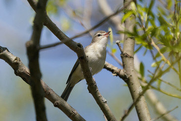 Warbling vireo on tree branch