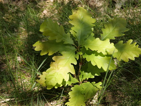 Eiche - Setzling