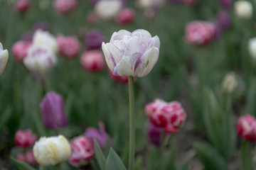 Isolated White Tulip amongst many Tulips