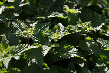 Green nettle leaves.