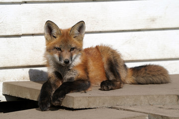 Urban fox living under building
