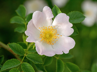 Wild rose flower. Rose hips bud. Bud blooming rose hips. Spring.