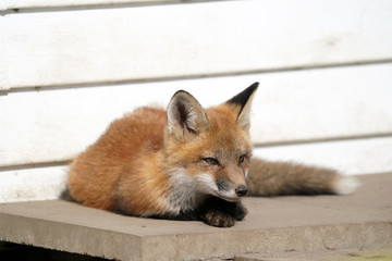 Urban fox living under building
