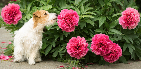 Cute small happy jack russell terrier pet dog puppy smelling peony flower in the garden, web banner