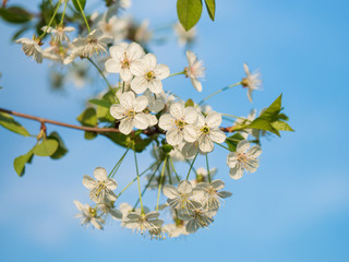 Blooming cherry on a background of blue sky