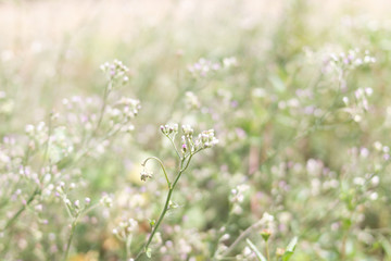 Small green grass flowers and blur background