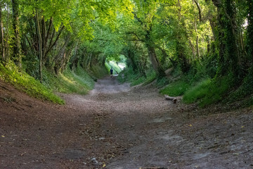 Tunnel of trees over an ancient footpath which has been well used and leads towards the Halnaker Windmill.