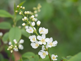 Blooming bird cherry close-up on a blurred green background