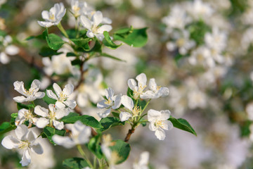 many white flowers on a branch of a blossoming apple tree on a sunny spring day
