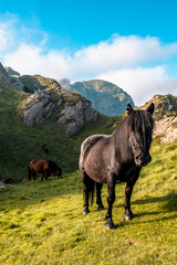 A family of horses at the top of Peñas de Aya or also called Aiako Harria at dawn, Oiartzun. Gipuzkoa province of the Basque Country, vertical photo