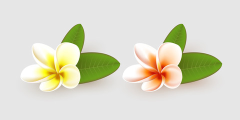 Plumeria flower with leaves isolated on white background. Realistic style. Vector illustration.
