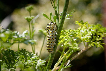 Parsley Worm, a Colorful Caterpillar Crawling on a Parsley Plant Stem