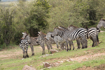 Fototapeta na wymiar Zebras on the bank of river Mara at Masai Mara, Kenya