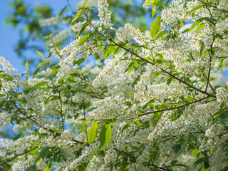 Fototapeta premium Blooming bird cherry on a bright sunny day. Natural background