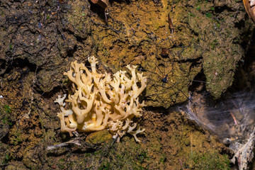 Yellow Ramaria flava, beautiful clavaria.