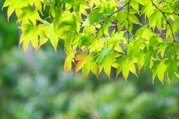 新緑のもみじ