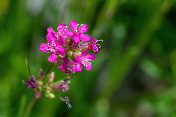 Fototapeta premium Beautiful Delicate Purple Flowers Viscaria Vulgaris Growing On Meadow
