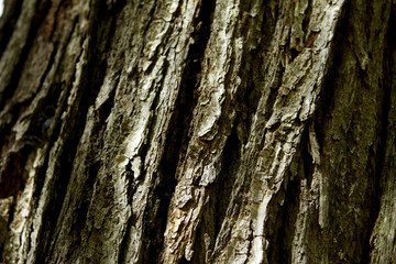 Tree Bark Brown Rough Texture Closeup with Cross Light Sunlight