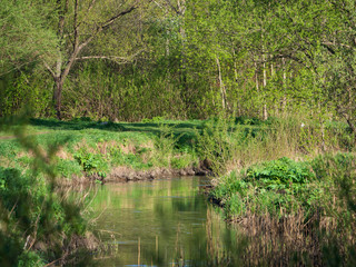 Fototapeta na wymiar Spring landscape with a river and fresh green foliage on the trees.