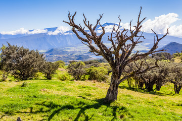 Pâturages des Hautes Plaines, île de la Réunion 