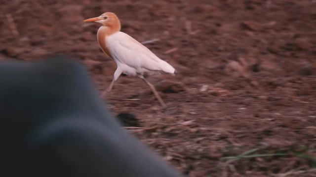 Cattle egret wandering in the farm land of india,Cattle Egret Under Hot Sunny Weather in the farm,Angry cattle egret close up hd footage,selective focus without noise 