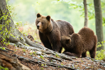 Fototapeta premium brown bear, ursus arctos, cub kneeling by its mother and drinking milk in green forest. Loving animal mother breastfeeding her offspring. Furry mammal in summer nature.