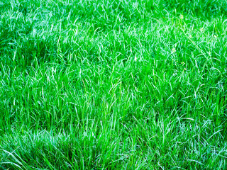 green grass background. the texture of the grass