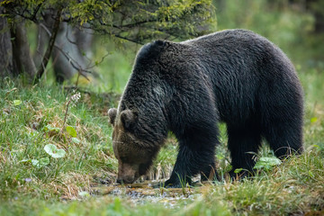 Dominant brown bear, ursus arctos, male drinking water from stream in forest. Peaceful animal wildlife scenery from nature. Carpathian mammal carnivore in woodland from side view.