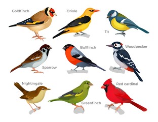 Set of various birds types with inscription vector illustration. Oriole tit goldfinch sparrow bullfinch woodpecker greenfinch nightingale red cardinal. Animal concept. Isolated on white background