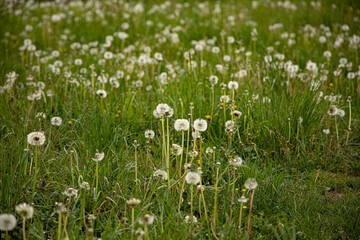 dandelion blossom on green meadow