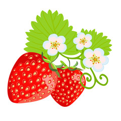 Beautiful strawberry. Ripe berries of garden strawberries with flowers and leaves on a white background.