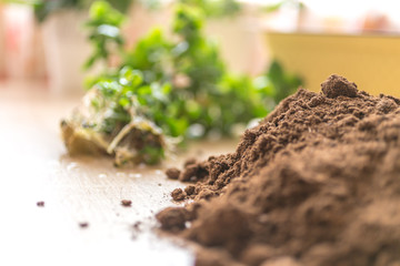 Gardening at home. Flower planting. Flowers in pots, soil, stems and roots.