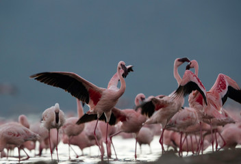 Lesser Flamingo raising its wing  at Lake Bogoria, Kenya