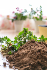 Gardening at home. Flower planting. Flowers in pots, soil, stems and roots.