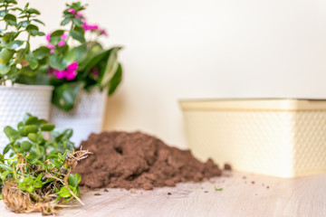Gardening at home. Flower planting. Flowers in pots, soil, stems and roots.