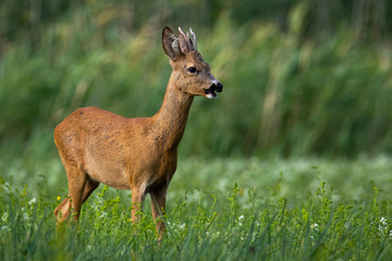 Naklejka na ściany i meble Young roe deer, capreolus capreolus, buck with antlers standing on a green meadow and feeding in summer. Male mammal with orange and brown fur grazing on grass from side view.