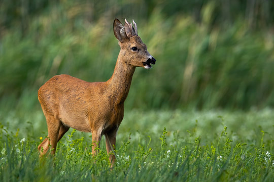 Young roe deer, capreolus capreolus, buck with antlers standing on a green meadow and feeding in summer. Male mammal with orange and brown fur grazing on grass from side view.