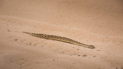 African Puff Adder 