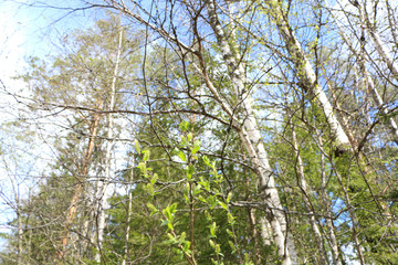 Spring landscape of trees against the sky.