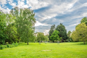 trees in the park