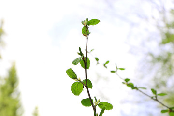 Spring landscape of trees against the sky.