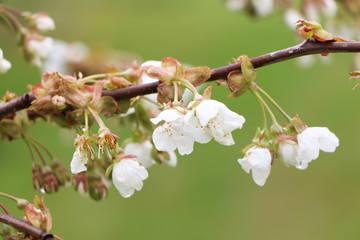 Beautiful sakura flower in bloom after rain.