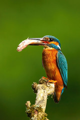 Male common kingfisher, alcedo atthis, sitting on a twig with fish about to feed in summer nature. Little bird with freshly caught prey in vertical composition with copy space above.