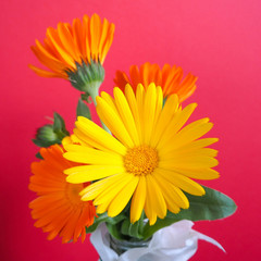 marigold buds in yellow and orange in a small vase on a pink background. macro orange and yellow flowers with green leaves